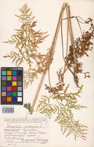 Silphiodaucus prutenicus subsp. prutenicus, Eastern Europe, Central region (E4) (Russia)