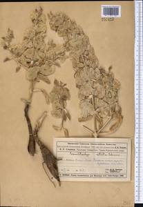 Phlomoides rotala (Schrenk ex Fisch., C.A.Mey. & Avé-Lall.) Salmaki, Middle Asia, Muyunkumy, Balkhash & Betpak-Dala (M9) (Kazakhstan)