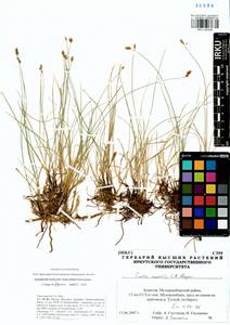 Carex enervis C.A.Mey., Siberia, Baikal & Transbaikal region (S4) (Russia)