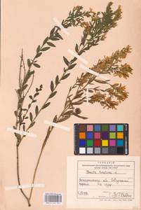 Genista tinctoria L., Eastern Europe, West Ukrainian region (E13) (Ukraine)