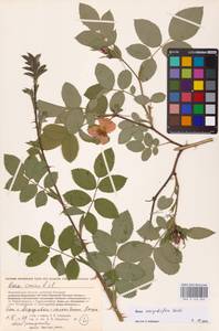 Rosa corymbifera Borkh., Eastern Europe, Central forest-and-steppe region (E6) (Russia)