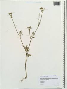 Orlaya grandiflora (L.) Hoffm., Crimea (KRYM) (Russia)