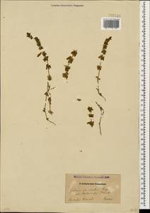 Cruciata laevipes Opiz, Caucasus, Dagestan (K2) (Russia)