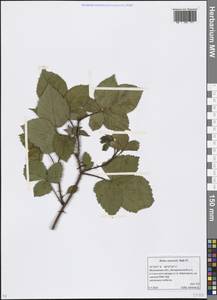 Rubus nessensis Hall, Eastern Europe, Moscow region (E4a) (Russia)