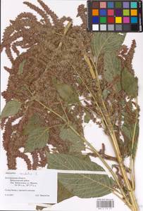 Amaranthus caudatus L., Eastern Europe, Central forest-and-steppe region (E6) (Russia)