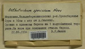 Lewinskya speciosa (Nees) F. Lara, Garilleti & Goffinet, Bryophytes, Bryophytes - Middle Volga (B9) (Russia)