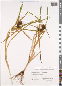 Sparganium glomeratum (Laest. ex Beurl.) Beurl., Siberia, Chukotka & Kamchatka (S7) (Russia)