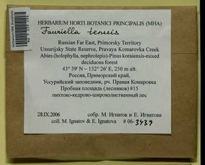 Fauriella tenuis (Mitt.) Cardot, Bryophytes, Bryophytes - Russian Far East (excl. Chukotka & Kamchatka) (B20) (Russia)