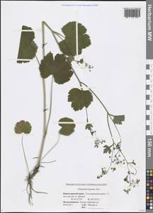 Pimpinella tripartita Kalen., Caucasus, Black Sea Shore (from Novorossiysk to Adler) (K3) (Russia)