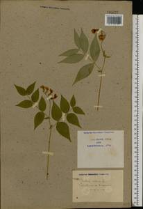 Lathyrus vernus (L.) Bernh., Eastern Europe, North Ukrainian region (E11) (Ukraine)