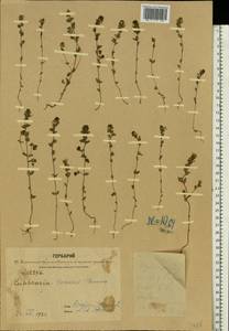 Euphrasia ×vernalis List, Eastern Europe, Central forest region (E5) (Russia)