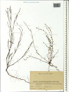 Polygonum patulum subsp. patulum, Eastern Europe, Lower Volga region (E9) (Russia)