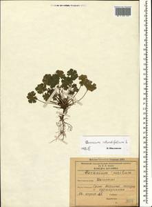 Geranium rotundifolium L., Caucasus, Dagestan (K2) (Russia)