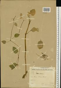 Stellaria nemorum L., Eastern Europe, Northern region (E1) (Russia)