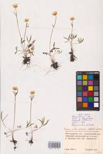 Ranunculus pedatus Waldst. & Kit., Eastern Europe, Lower Volga region (E9) (Russia)