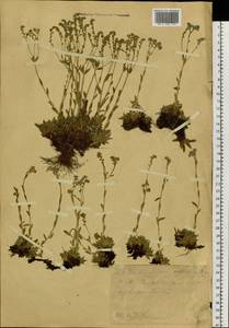 Eritrichium villosum (Ledeb.) Bunge, Siberia, Western (Kazakhstan) Altai Mountains (S2a) (Kazakhstan)