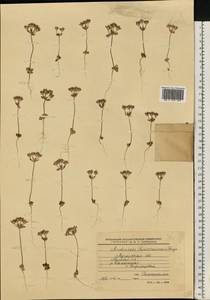 Androsace maxima L., Eastern Europe, North Ukrainian region (E11) (Ukraine)