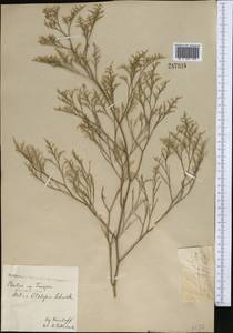 Limonium otolepis (Schrenk) Kuntze, Middle Asia, Northern & Central Kazakhstan (M10) (Kazakhstan)