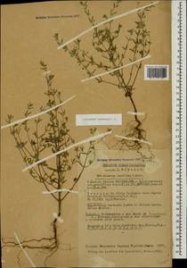 Satureja hortensis L., Caucasus, Georgia (K4) (Georgia)