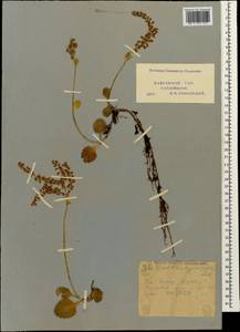 Umbilicus oppositifolius (Ledeb.) Ledeb., Caucasus, Krasnodar Krai & Adygea (K1a) (Russia)