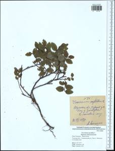 Vaccinium myrtillus L., Eastern Europe, Central region (E4) (Russia)