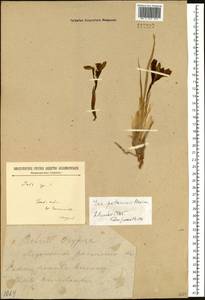 Iris potaninii Maxim., Siberia, Baikal & Transbaikal region (S4) (Russia)
