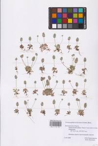 Ceratocephala orthoceras DC., Eastern Europe, Central forest-and-steppe region (E6) (Russia)