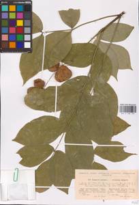 Staphylea pinnata L., Eastern Europe, South Ukrainian region (E12) (Ukraine)