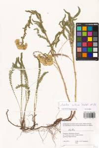Achillea setacea Waldst. & Kit., Eastern Europe, South Ukrainian region (E12) (Ukraine)