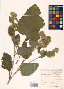 Arctium minus (Hill) Bernh., Eastern Europe, Lower Volga region (E9) (Russia)