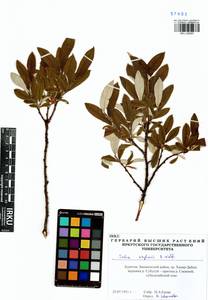 Salix krylovii E. Wolf, Siberia, Baikal & Transbaikal region (S4) (Russia)