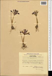 Iris reticulata M.Bieb., Caucasus, Armenia (K5) (Armenia)