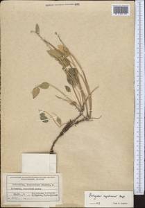 Astragalus megalomerus Bunge, Middle Asia, Western Tian Shan & Karatau (M3) (Uzbekistan)