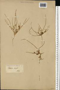 Goldbachia laevigata (M.Bieb.) DC., Eastern Europe, Lower Volga region (E9) (Russia)
