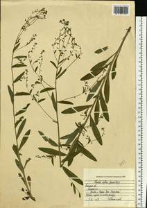 Hackelia deflexa (Wahlenb.) Opiz, Eastern Europe, Central forest-and-steppe region (E6) (Russia)