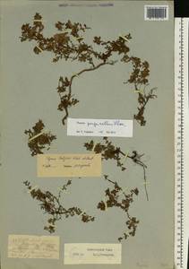 Thymus talijevii subsp. paucifolius (Klokov) P.A.Schmidt, Eastern Europe, Northern region (E1) (Russia)