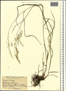 Poa nemoralis L., Caucasus, Stavropol Krai, Karachay-Cherkessia & Kabardino-Balkaria (K1b) (Russia)