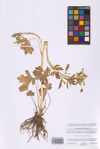 Ranunculus sceleratus L., Eastern Europe, Moscow region (E4a) (Russia)