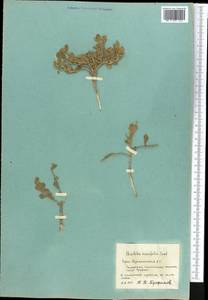 Christolea crassifolia Cambess., Middle Asia, Pamir & Pamiro-Alai (M2) (Tajikistan)