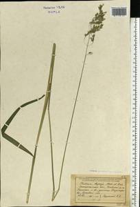 Festuca drymeja Mert. & W.D.J.Koch, Eastern Europe, West Ukrainian region (E13) (Ukraine)