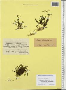 Arenaria rotundifolia M. Bieb., Caucasus, Stavropol Krai, Karachay-Cherkessia & Kabardino-Balkaria (K1b) (Russia)
