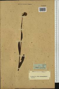 Traunsteinera globosa (L.) Rchb., Western Europe (EUR) (Not classified)