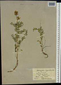 Astragalus vaginatus Pall., Siberia, Altai & Sayany Mountains (S2) (Russia)