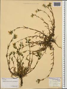 Cerastium multiflorum C. A. Mey., Caucasus, North Ossetia, Ingushetia & Chechnya (K1c) (Russia)