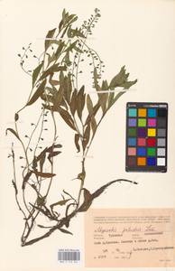 MHA 0 153 343, Myosotis scorpioides L., Eastern Europe, Central region (E4) (Russia)