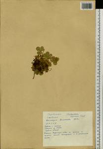 Potentilla asperrima Turcz., Siberia, Yakutia (S5) (Russia)