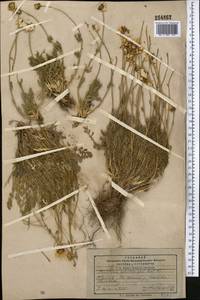 Richteria pyrethroides Kar. & Kir., Middle Asia, Pamir & Pamiro-Alai (M2) (Tajikistan)