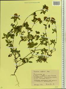 Trifolium diffusum Ehrh., Eastern Europe, Rostov Oblast (E12a) (Russia)