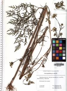 Chaerophyllum prescottii DC., Eastern Europe, Eastern region (E10) (Russia)