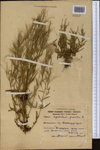 Epilobium palustre L., Middle Asia, Northern & Central Kazakhstan (M10) (Kazakhstan)